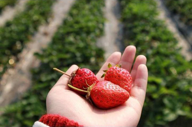 [采摘草莓记]今天是甜甜的，带着草莓香气的二哈